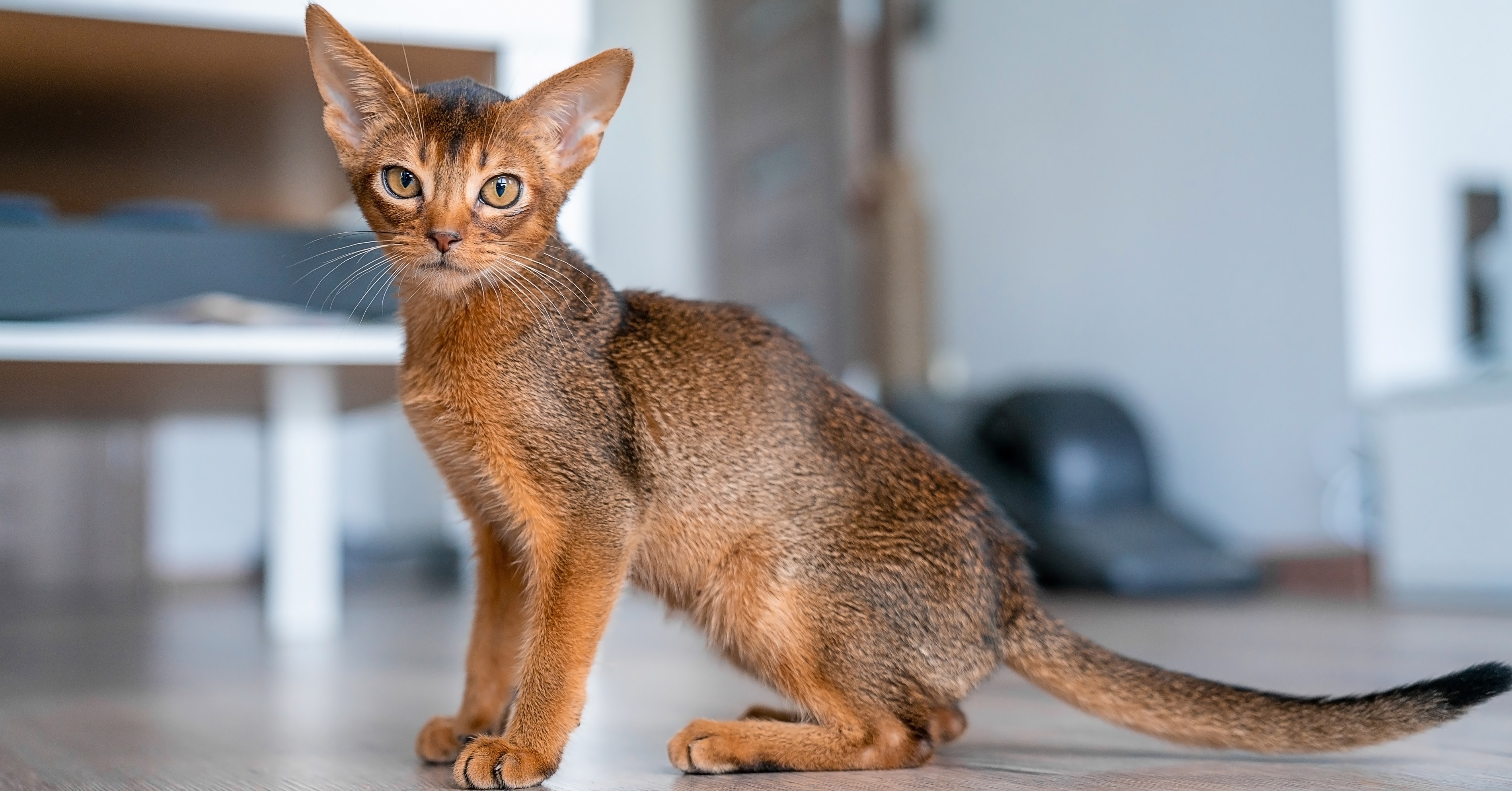 Breed Focus: The Playful & Intelligent Abyssinian